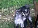Oak Hill Fainting Goats 2009 kids