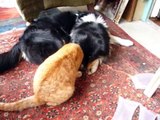 Hund und Katze schmusen oder Igor und Maus