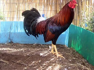 Gallos de Pelea La Ilusion Aguascalientes 4