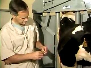 Jugular vein Blood Collection and Injection In a cow