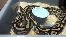 REPTILE Safari Reptiles Ball Python Updates October 2013