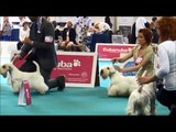 World Dog Show 2013 - Sealyham Terrier - males - champion class: