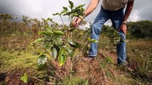 Climate change affects coffee in Costa Rica