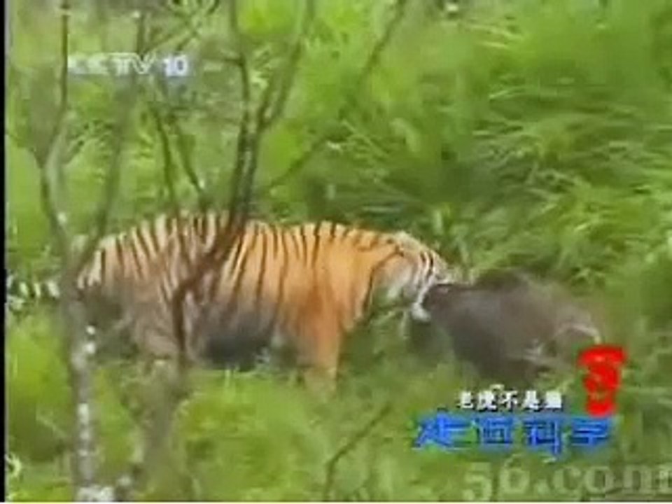 South China Tiger vs Wild Boar