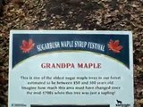 How they make maple syrup in canada