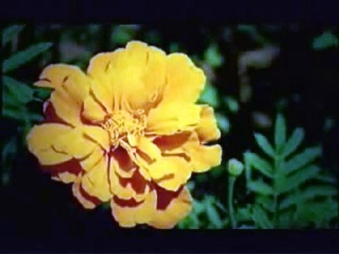 平井堅 - もらい泣き？ Ken Hirai morainaki