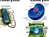 Cell Introduction Lesson |  simple biology experiments, |  biology experiment,