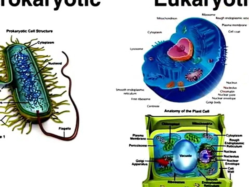 Cell Introduction Lesson |  simple biology experiments, |  biology experiment,