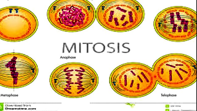 Cell Cycle Overview AP Biology | science projects, | science experiments,