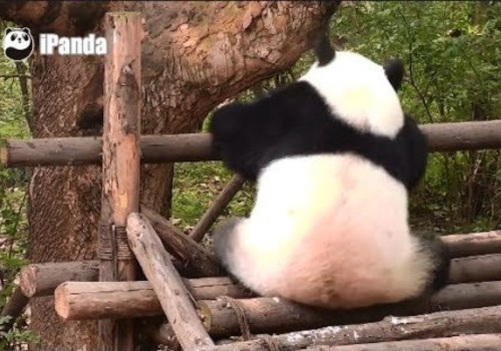 Panda Does the Shuffle