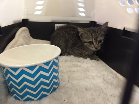 Tessy the Cat Is Removed From a Tesla Motor