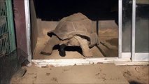 アルダブラゾウガメのうんち　Poo of Aldabra giant tortoise.