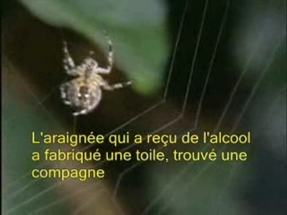 AraignéeDrogues