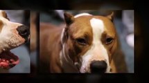 American Pit Bull Terrier | Massive Head Stud Pitt Bull | Pitbulls | Pure Bred Puppies