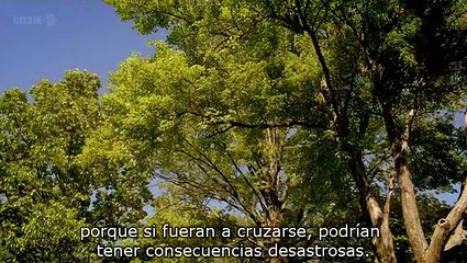 The code. Prime numbers. Cicada. (spanish subtitles)