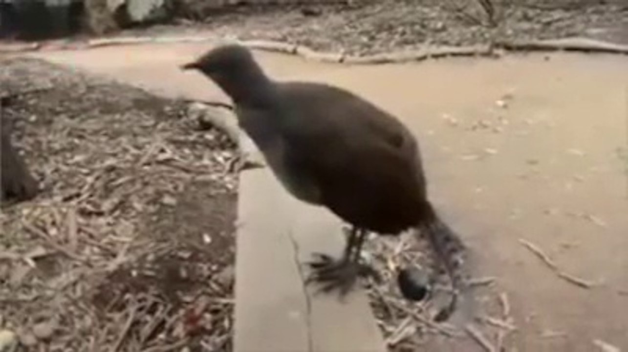 Oh wait! There's a Laser Bird... Are you the Darth Vader Pet ?