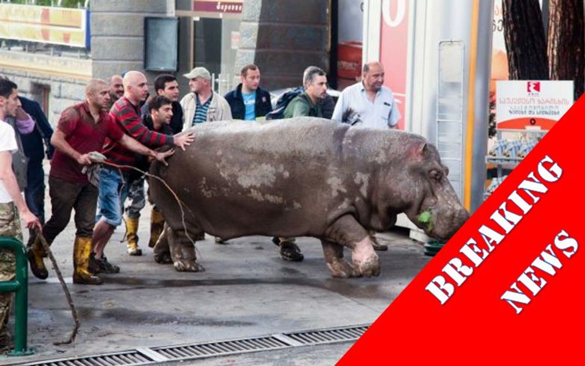 Zoo animals escaped in Georgian Capital Tbilisi – Warning issued to residents to stay home