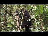 Baby Gorillas Monkeying Around