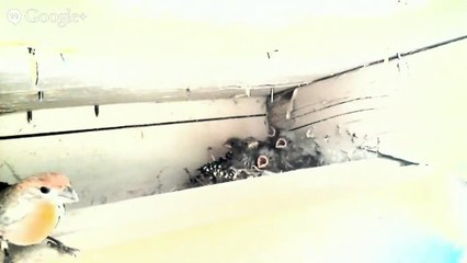 Baby House Finch Bird Nest in my backyard