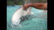 Shark and Ray Feeding in Moorea and Bora Bora