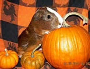 Cutest Guinea Pigs in the World