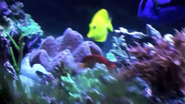 Aquarium Room for Reef aquarium 720L