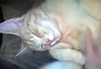 katze muschi blitz cat salem