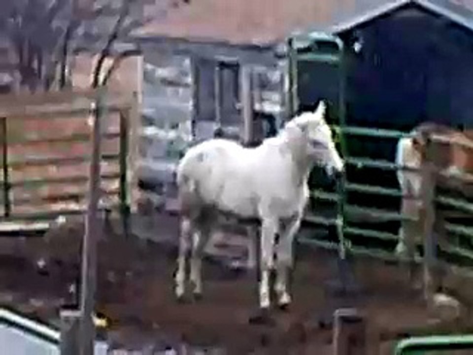 crazy horse