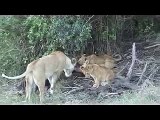 Lioness and Cubs Feeding