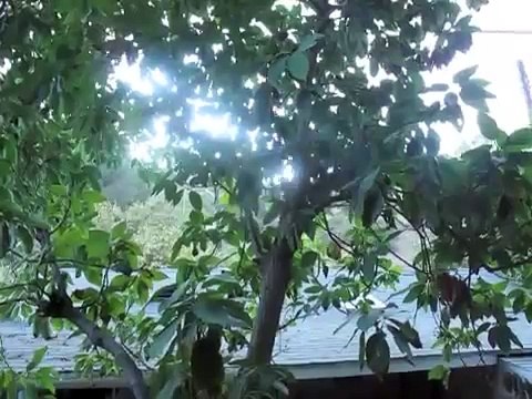 Fox squirrel barking at me, swishing his tail, Mary Cummins, Animal Advocates