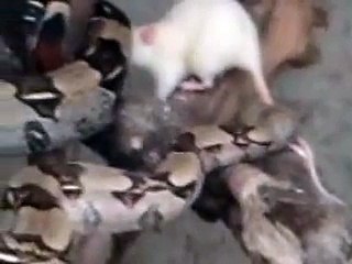 Jiboia Red Tail: Alimentação/Feeding