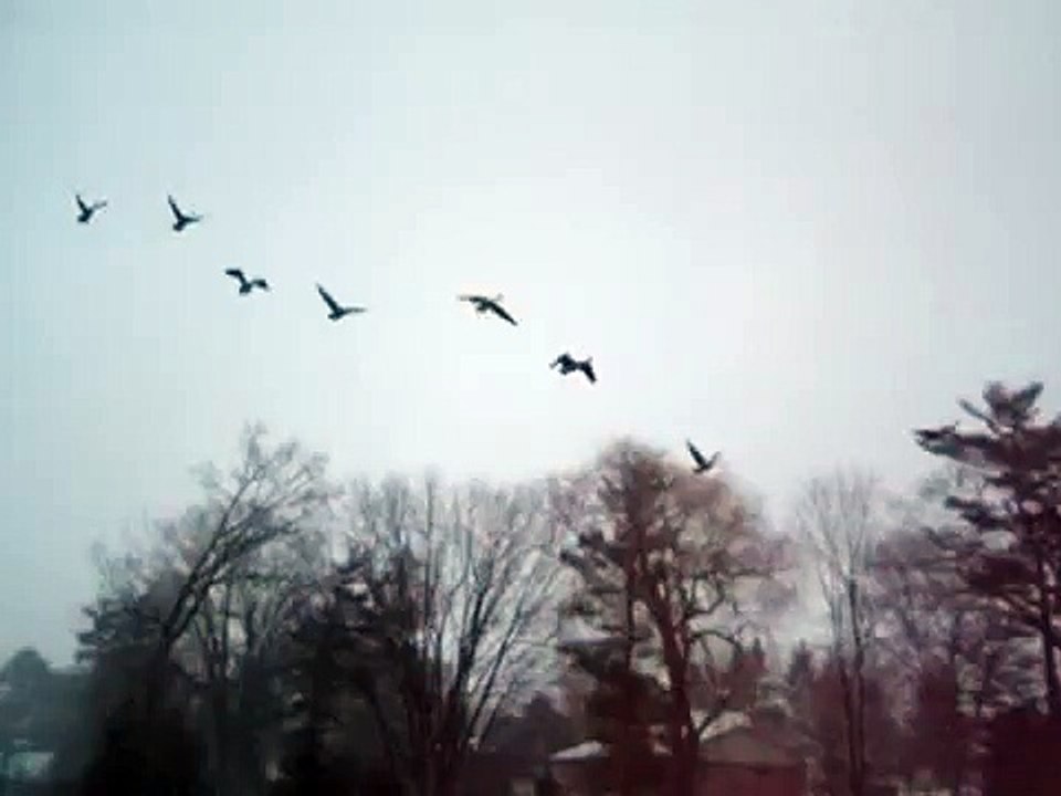 Canada Geese Lake Lisgar