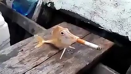 شاهدوا ماذا حصل لسمكة !!!!!!!