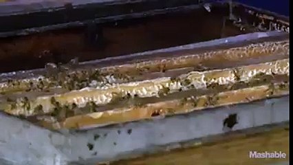 صدق أو لا تصدق مليون نحلة دارو فيه