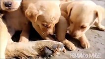 Cachorritos en Adopción | Ayúdanos a Ayudar