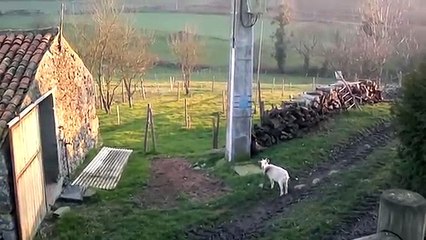 COUPES ET PRIX - Michel Hurteau éleveur de chèvres