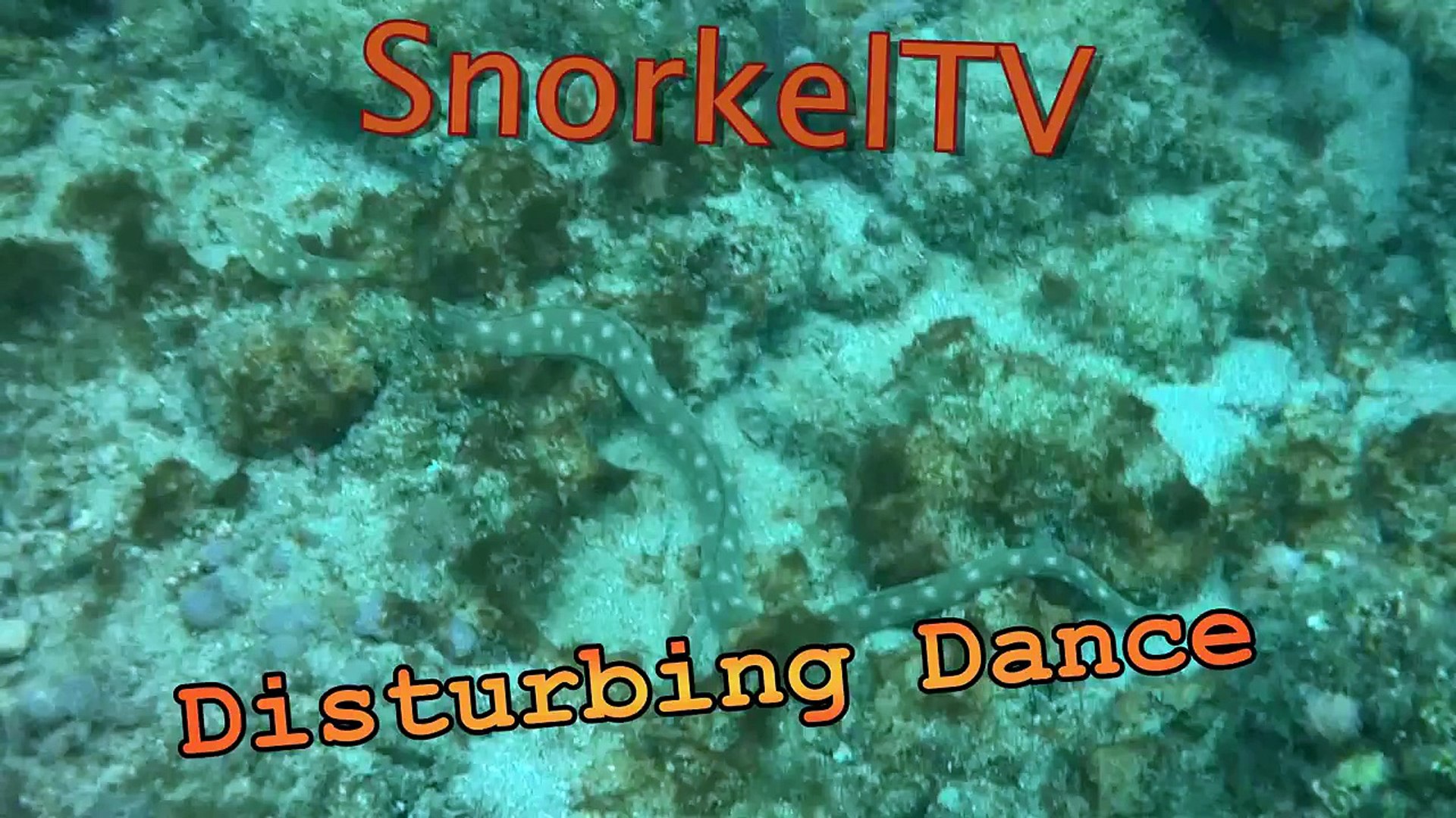 Jellyfish, Eels, Stingrays, Snorkeling in South florida