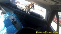 Guilty Dog ate My Food Video Cute Funny Beagle Pet Videos LOL