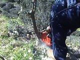 Grafting olive trees - Ο Εμβολιασμός της Ελιάς