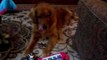 Annie The Golden Retriever Dog Plays Piano and Bell, Sings