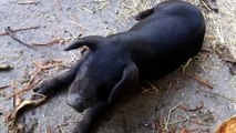 CUTE! Baby Piglets Nursing - Large Black Hog