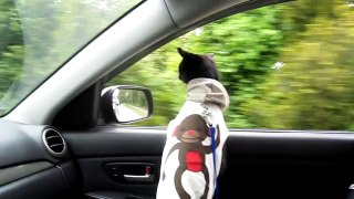 Funny Crazy Cat Loves Car Drives!