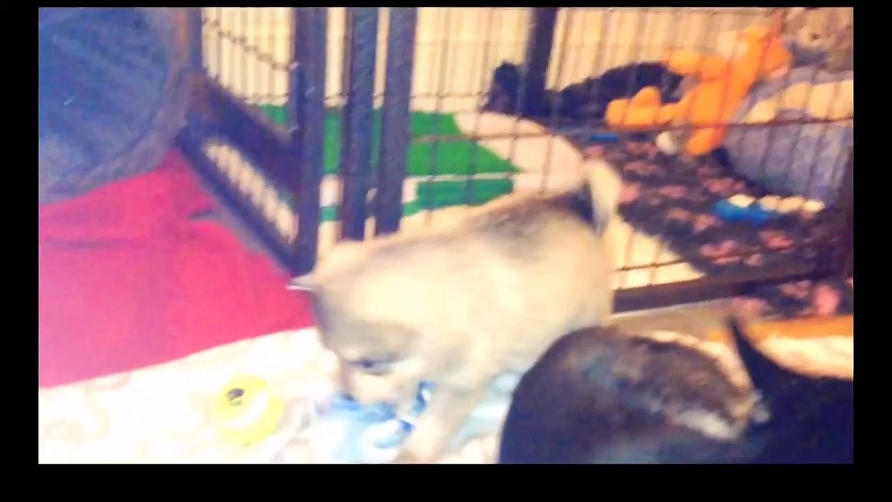 4 week old Alaskan Klee Kai puppies