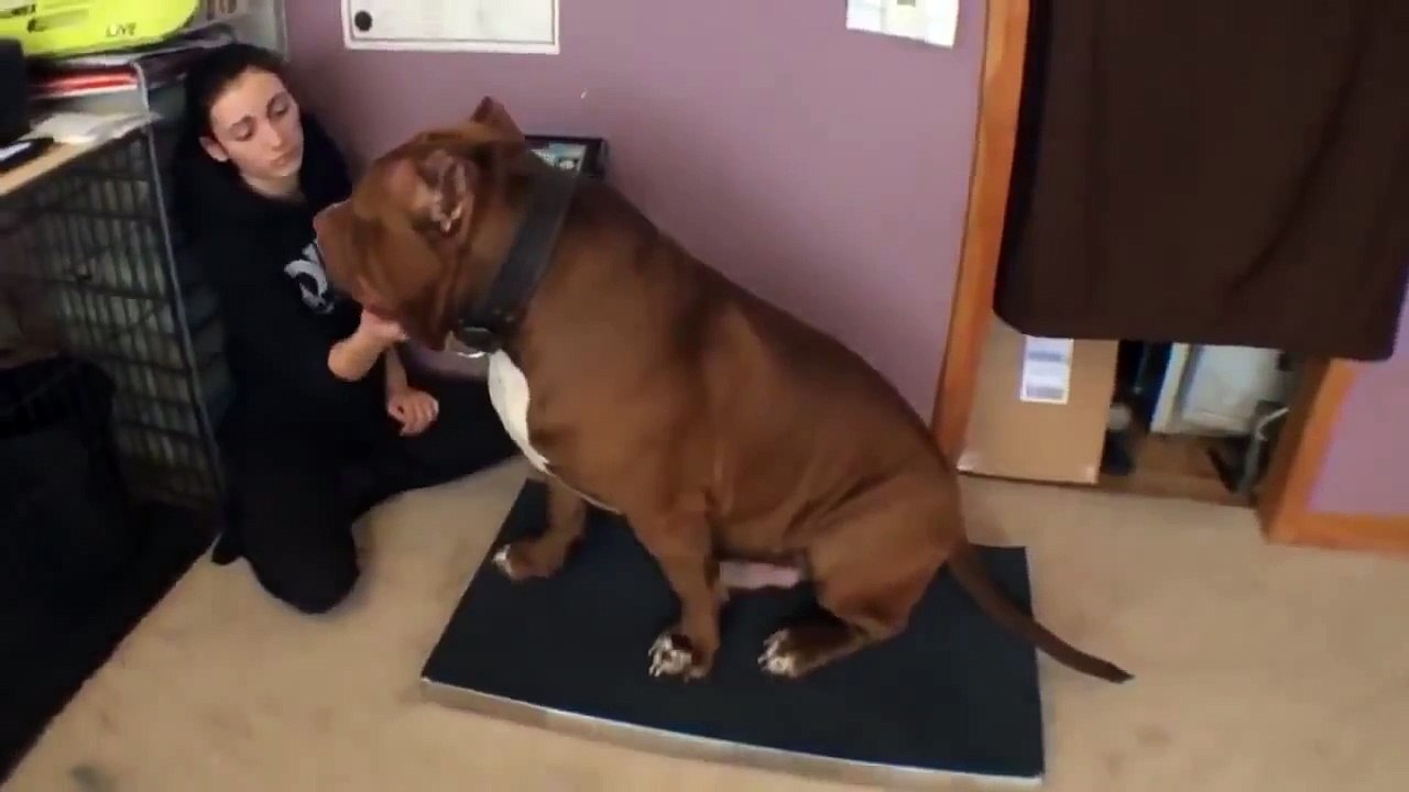 The Biggest Pitbull on Earth