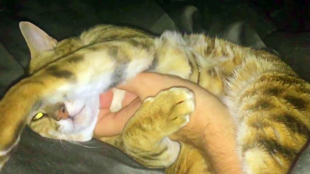 Bengal cat's morning cuddles