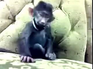 Funny monkey laughing