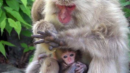 【SNOW MONKEY】 Cute Baby / spring 2　地獄谷野猿公苑