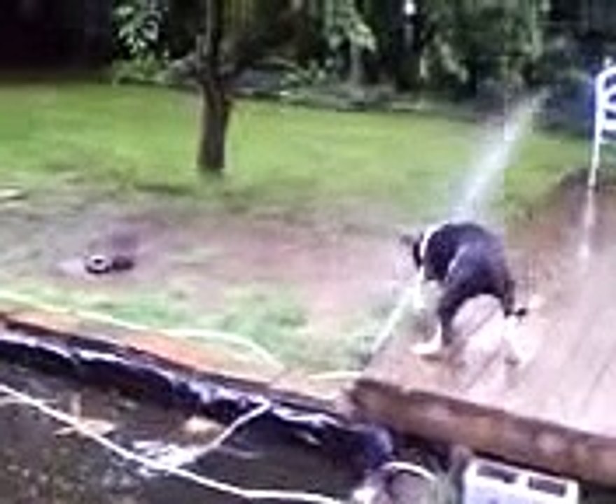 Automatic Dog Wash!