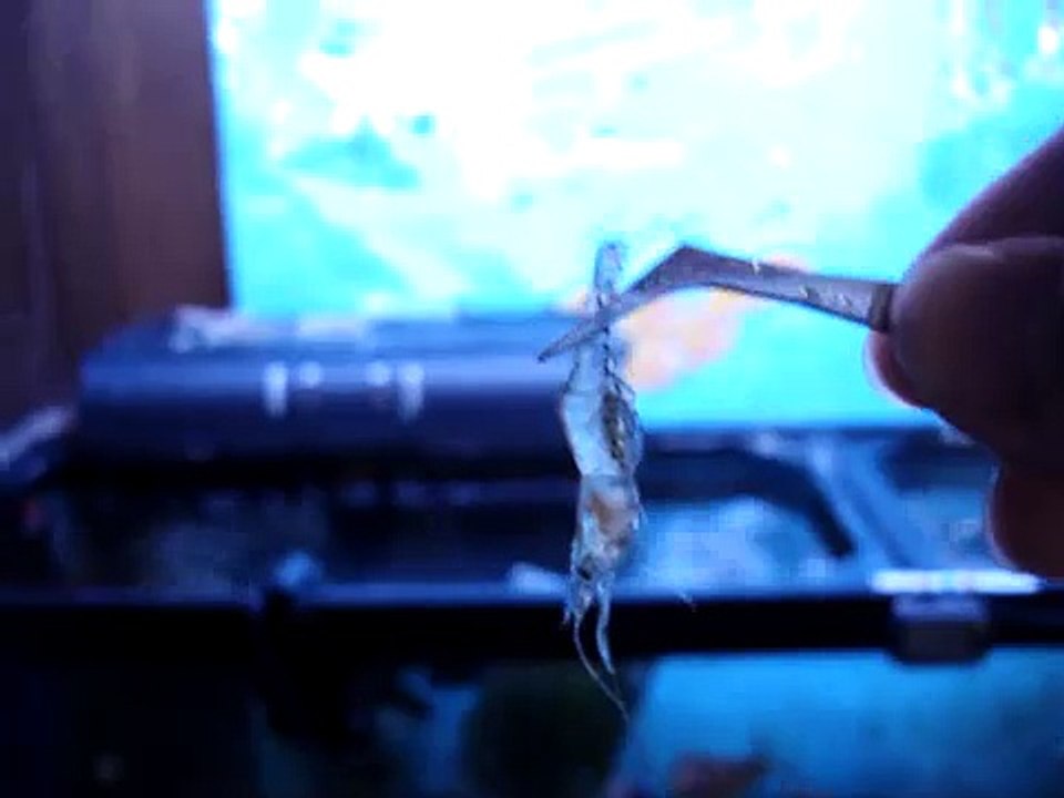 Puffer fish eating a shrimp