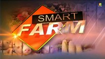 Smart Farm: Watermelon Farming
